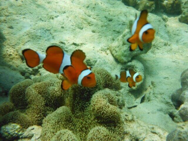 7 DAYS / 6 NIGHTS Myanmar Mergui ArchipelagoAGO » Travel Myanmar